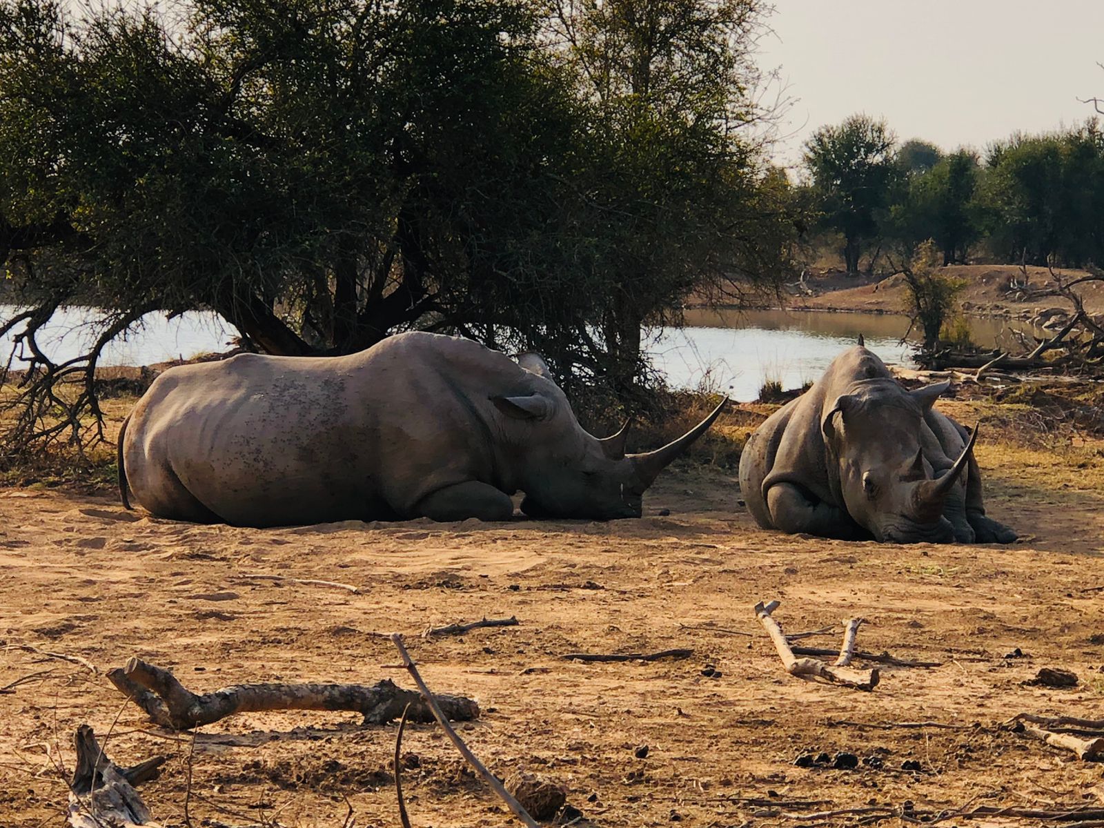 Rhinos Hlane Royal National Park